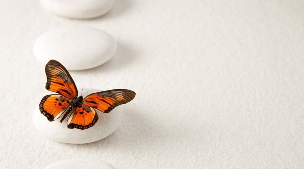 Cuento del capullo de la mariposa